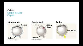 3 Cavidad orbitaria Globo ocular [upl. by Charissa]