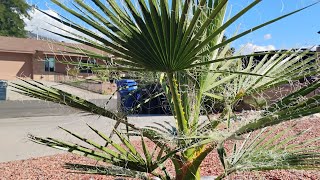 California Fan Palm Update October 17th [upl. by Atsiuqal]