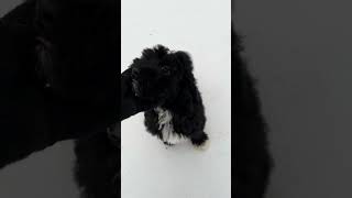 Small Medium Size Australian Labradoodle Puppy [upl. by Herbert220]