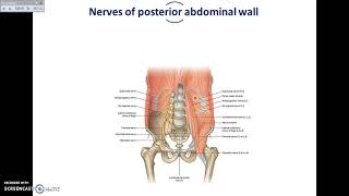 Overview of Abdomen 5  Muscles and Nerves of Posterior Abdominal Wall  Dr Ahmed Farid [upl. by Ennahteb]