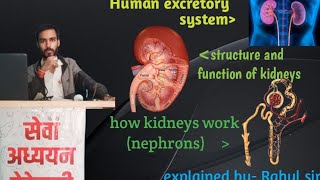 Human excretory system and kidneys [upl. by Ylus]