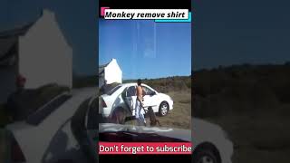 OMG Monkey Removed Girls Shirt 😱 animals shorts money fights [upl. by Iaka]