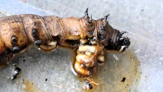 Tachinid maggots consume sphingid caterpillar 2 [upl. by Alahc]