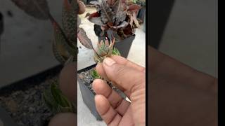 Haworthia pumila quotDonutsquot variegated  multiply succulentum by tip cutting  haworthia propagation [upl. by Yrok]