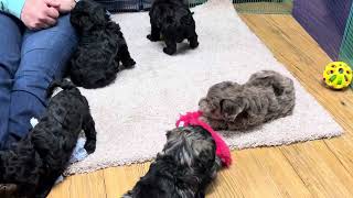 Storys Schnoodle puppies December 13 2023 [upl. by Platt]