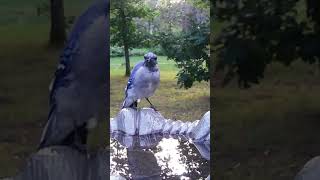 Bald Blue Jay from Molting Yes Youre quotStill Beautifulquot bluejay molting bluejays birds [upl. by Ober76]