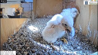 WOW WILD Lesser kestrel nestling swallows shrew small mammal whole [upl. by Nabois168]