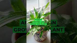 Cast Iron Plant houseplants plants shorts indoorplants [upl. by Thanasi499]