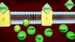 Prospan Cough Syrup How it works [upl. by Ecydnak]