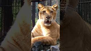 Tigons and Ligers Explained Hybrid Big Cats Unveiled 🐅🦁 TigonvsLiger hybridanimals bigcats [upl. by Shevlo]