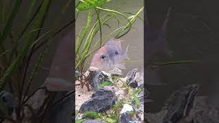 Ziemiojad Red Head Tapajos fish aquarium [upl. by Ttenrag446]