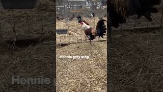 Hennie Grey Boone Farms gamefowl [upl. by Mauro668]