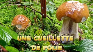 UNE CUEILLETTE DE FOLIE champignons mushroom nature [upl. by Kessiah]