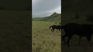 Throwback best lone musters 💪🏽fypnz farmingmustering workingdogssheepaotearoa ngatishepherd [upl. by Heshum]