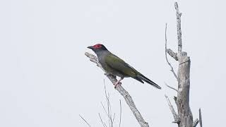 Figbird M Hervey Bay Qld [upl. by Spoor]