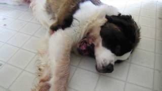 The Saint Bernard Voice [upl. by Mad]