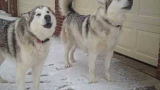 Alaskan Malamutes Howling at Siren [upl. by Grobe]