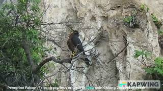 Peregrine Falcon Falco peregrinus ernesti  Chiu S C MVI2923 [upl. by Ecirahc967]