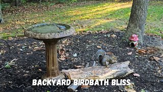 Backyard Birdbath Bliss  Calm Forest Moments  October 22 2024 4K Video [upl. by Linker]