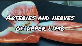 ARTERIES AND NERVES OF UPPER LIMB  Gross Anatomy [upl. by Amias]