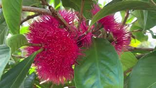 Malay rose apple flowers blooming on the tree [upl. by Gile]