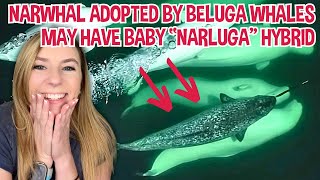 Stray narwhal adopted by beluga whale pod may soon have quotnarlugaquot babies [upl. by Newton]