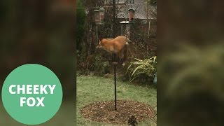 Cheeky fox caught standing on a bird table scoffing nuts [upl. by Carolin]