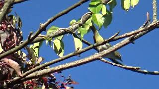 RED EYED VIREOS IN AUTUMN [upl. by Eiffe]