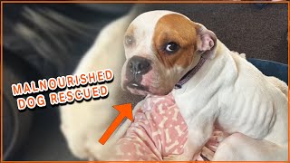 Malnourished Dog Rescued 🥹  PAWSOME PETS [upl. by Mariquilla]