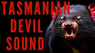 TASMANIAN DEVIL SOUND EFFECTS  Tasmanian Devil Sound  Maktubytv [upl. by Maples]