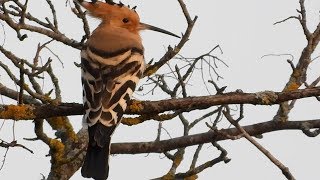 Eurasian hoopoe Wiedehopf [upl. by Joseito919]