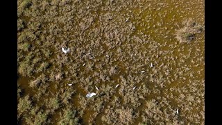 Conservation des zones humides Sebkhet Halk El Menzel et Oued Essed [upl. by Viscardi]