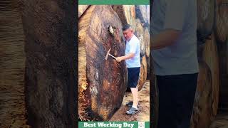 Best working day 1019 A felled camphor tree [upl. by Minor]