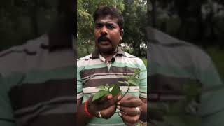 Manathakkali Keeraiமணத்தக்காளி கீரை farming agriculture natural gardening keeraikuzhambu food [upl. by Otaner55]