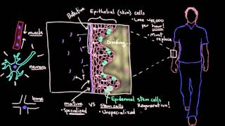 Khan Academy  Stem Cells [upl. by Leba929]