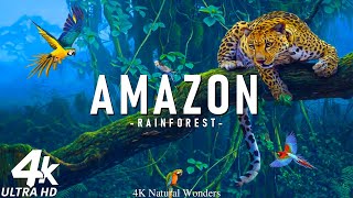 FLYING OVER AMAZON 4K UHD  Relaxing Music Along With Beautiful Nature Videos  4K Video HD [upl. by Jannelle]