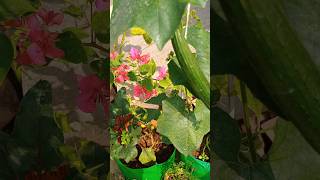 Homemade liquid fertilizer for plants 🪴shorts [upl. by Piotr]