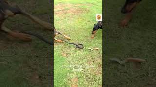 Dog Kill Snake Brave Dog Takes Down Lethal Serpent DogKillSnake shorts AggressiveWildlifeChannel [upl. by Gniy889]