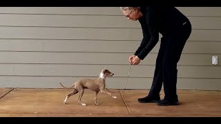 Leash Training Italian Greyhound Puppies [upl. by Centeno]