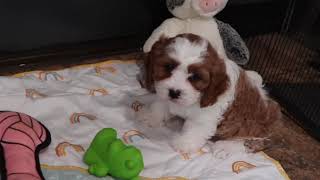 Cavapoo Puppy Henry SD 480p [upl. by Bowlds]