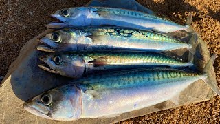 How to catch Mackerel  Catch Clean Cook Oak Smoked Mackerel Beach Fire Survival [upl. by Viguerie]