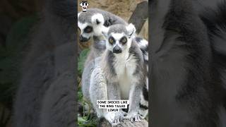 quotLemurs The Night Vision Ninjasquot primates lemur madagascar kingjulian wildlife [upl. by Loginov]