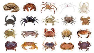 🦀 Different Types Of Crab  Species Of Crab  PART 1 [upl. by Seline]