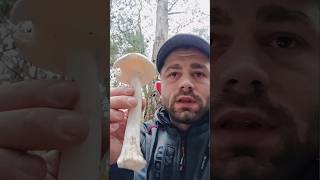 Identifier lAmanite Vireuse ⚠️⛔️ Champignon Toxique 🍄 Extrait de ma dernière Vidéo champignons [upl. by Kauffmann]