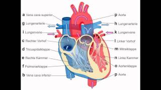 menschliche herz aufbau [upl. by Hulbard]
