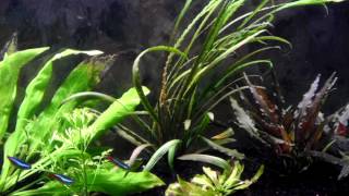 Cryptocoryne Spiralis [upl. by Elma]