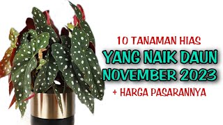 10 Tanaman Hias Yang Naik Daun di Bulan November 2023 [upl. by Orelia643]