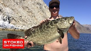 Fishing Cabrilla and Barred Snapper at Gonzaga Bay Mexico  Part 1 [upl. by Yssirhc]