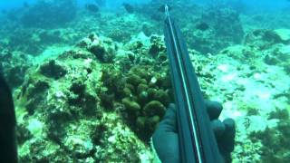 HKD 10 quotHypnotizedquot Spearfishing Hawaii [upl. by Ettenan364]