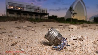 Crabs in Glass homes [upl. by Enirak627]